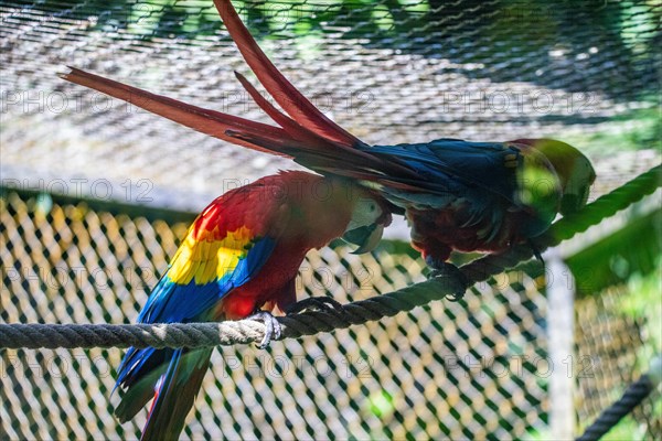 Portrait of a parrot. Beautiful shot of the animals in the forest on Guadeloupe, Caribbean, French Antilles