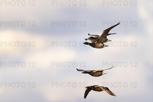 Brant goose (Branta bernicla), small flock in flight, Laanemaa, Estonia, Europe