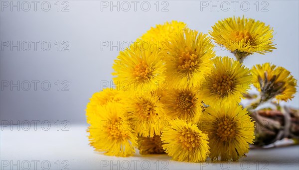 A bunch of coltsfoot flowers in a glass jar, focussed and illuminated with a blurred background, medicinal plant coltsfoot, Tussilago farfara, AI generated, AI generated