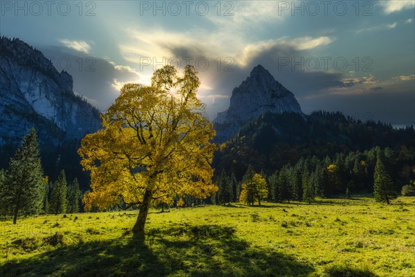 Alpine meadow near the Wankerfleck, behind it the Geiselstein, 1882m, Ammergau Alps, Ostallgaeu, Bavaria, Germany, Europe