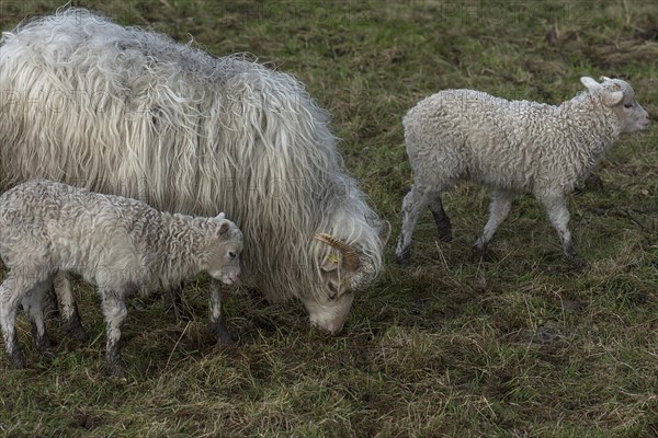 Horned moorland sheep (Ovis aries) with their lambs on the pasture, Mecklenburg-Western Pomerania, Germany, Europe