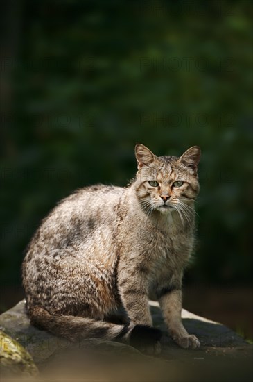 European wildcat (Felis silvestris silvestris), captive, North Rhine-Westphalia, Germany, Europe