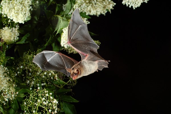Greater mouse-eared bat (Myotis myotis) in flight hunting for insects on an elderberry bush, near Lovech, Bulgaria, Europe
