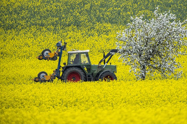 Tractor on a rape field, field with rape (Brassica napus) and a blossoming apple tree, Cremlingen, Lower Saxony, Germany, Europe