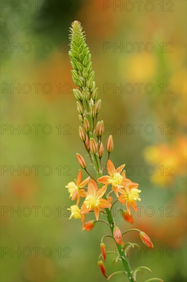 Cattail plant or stilt bulbine (Bulbine frutescens, Anthericum frutescens), inflorescence, native to South Africa, ornamental plant, North Rhine-Westphalia, Germany, Europe