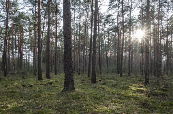 Scots pine (Pinus sylvestris), pine forest backlit with sun star, Lower Saxony, Germany, Europe