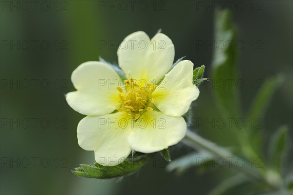 Tall cinquefoil or upright cinquefoil (Potentilla recta), flower, North Rhine-Westphalia, Germany, Europe