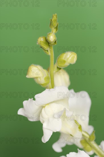 Large snapdragon or garden common snapdragon (Antirrhinum majus), flower, ornamental plant, North Rhine-Westphalia, Germany, Europe