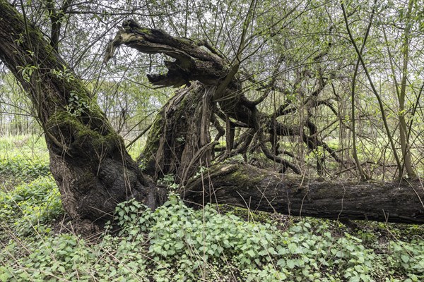 Old willows (Salix alba) in the quarry forest, Emsland, Lower Saxony, Germany, Europe