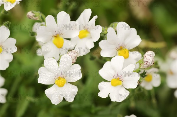 Elf mirror 'Sunsatia Plus' (Nemesia Fruticans-Hybride), flowers, ornamental plant, North Rhine-Westphalia, Germany, Europe