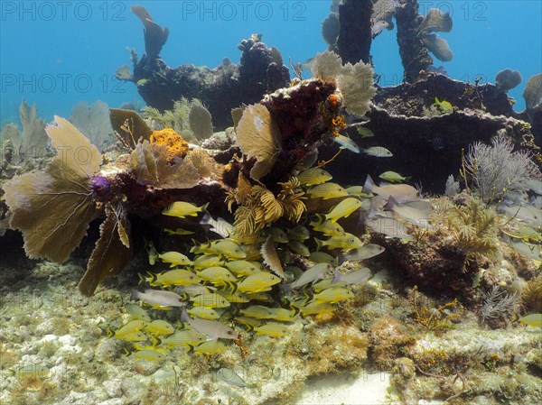 School of fish and common sea fan (Gorgonia ventalina) on the wreck of the Benwood. Dive site John Pennekamp Coral Reef State Park, Key Largo, Florida Keys, Florida, USA, North America