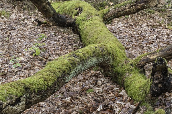 Mossy copper beech (Fagus sylvatica), Emsland, Lower Saxony, Germany, Europe