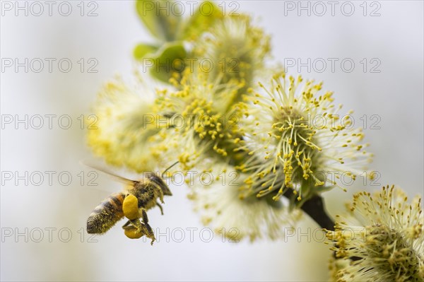 A honeybee collects pollen from a willow in the Hohe Ward nature reserve in Muenster, 08/04/2024