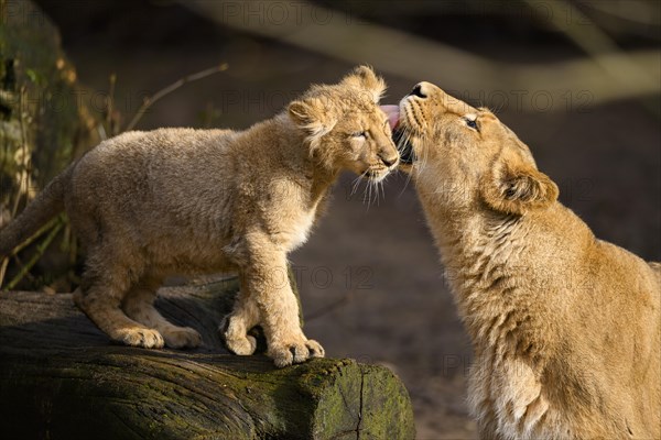 Asiatic lion (Panthera leo persica) lioness lycking her cub, captive, habitat in India