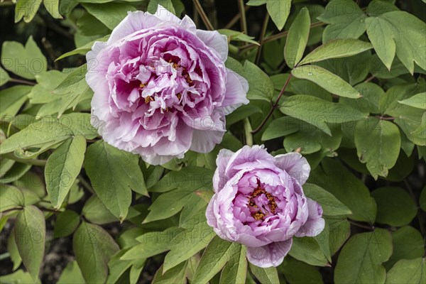 Tree peony (Paeonia suffruticosa), Weimar, Thuringia, Germany, Europe