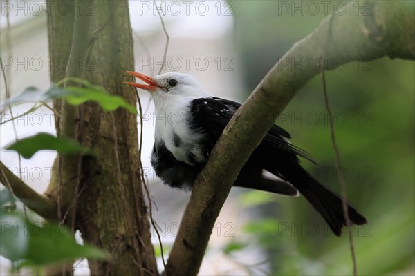 Black bulbul (Hypsipetes leucocephalus), adult, on tree, captive, Southeast Asia