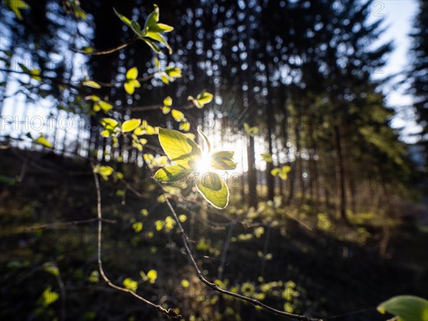 Spring, leaves on a branch in the forest, backlit photograph, Leoben, Styria, Austria, Europe