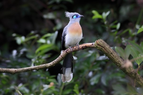 Crested coua (Coua cristata), Crested coua, adult, perch, captive, Madagascar, Africa