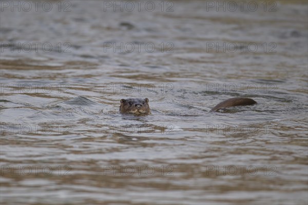 European otter (Lutra lutra) adult animal swimming in a river, Suffolk, England, United Kingdom, Europe