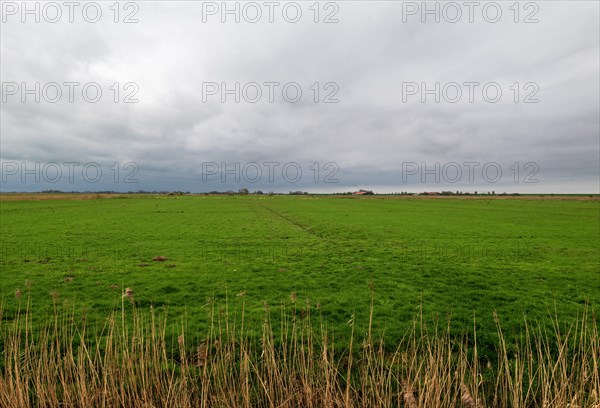 Landscape between Dizuum and Pogum, municipality Jemgum, view in south direction, district Leer, Rheiderland, East Frisia, Lower Saxony, Germany, Europe
