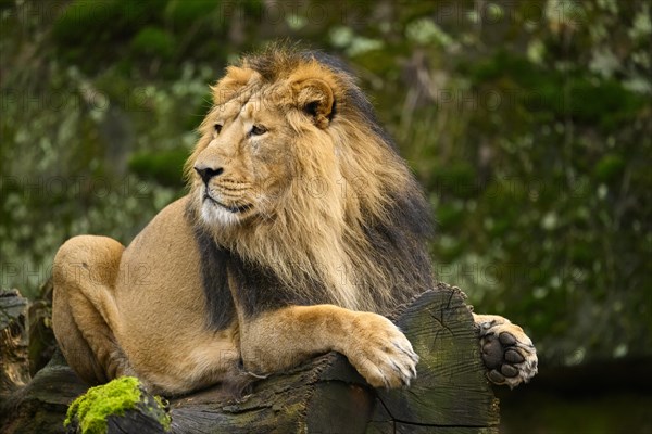 Asiatic lion (Panthera leo persica) male lying on a tree trunk, captive, habitat in India