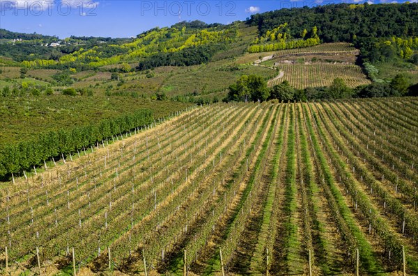 Vineyard of grapes in the Vale dos Vinhedos in Bento Goncalves, a gaucho wine