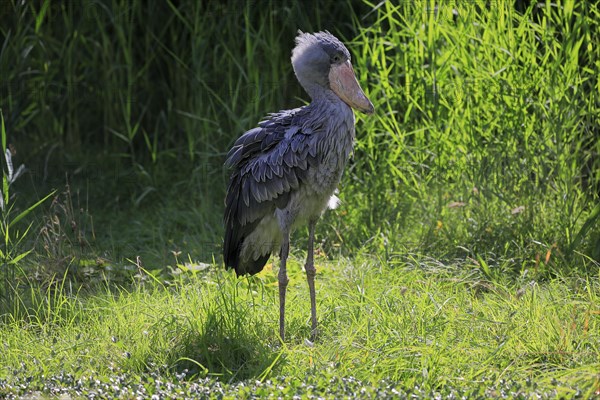 Shoebill (Balaeniceps rex), adult, foraging, captive