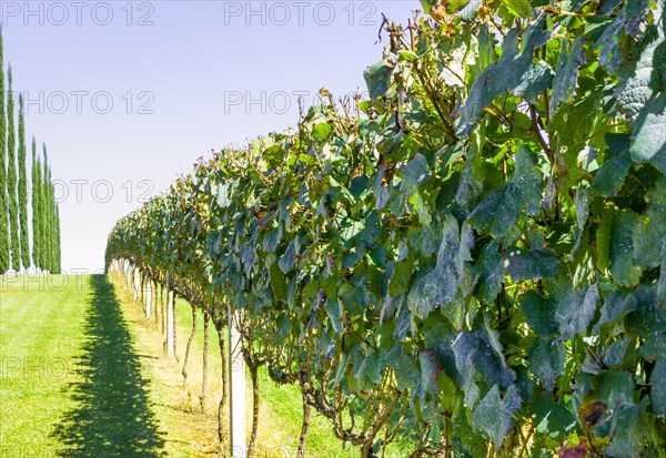 Vineyard of grapes in the Vale dos Vinhedos in Bento Goncalves, a gaucho wine