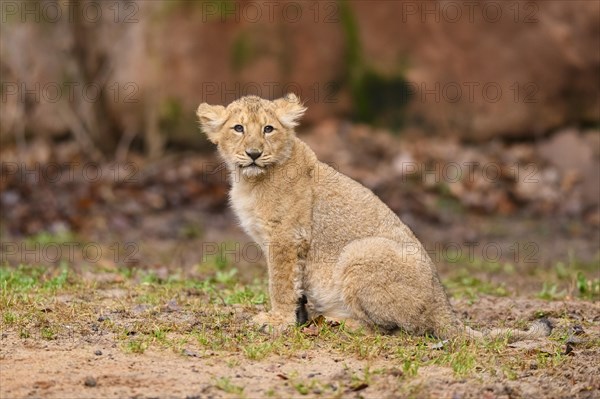 Asiatic lion (Panthera leo persica) cub sitting in the dessert, captive, habitat in India