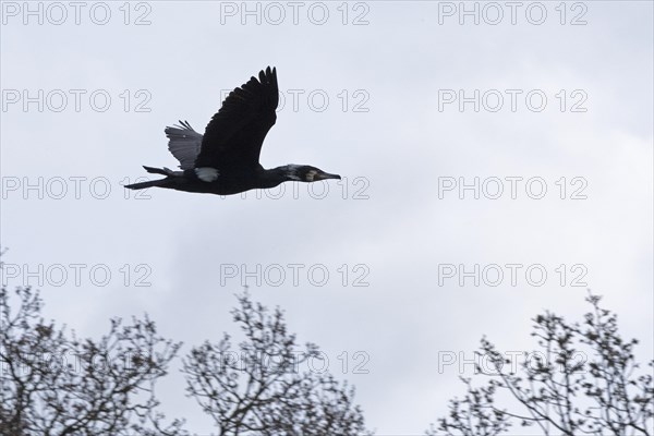 Cormorant in flight (Phalacrocorax carbo), Geltinger Birch, Goldhoeft, Nieby, Schlei, Schleswig-Holstein, Germany, Europe