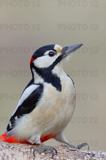 Great spotted woodpecker (Dendrocopos major) male sitting on the trunk of a fallen Birch, Animal portrait Animals, Birds, Woodpeckers, Wilnsdorf, North Rhine-Westphalia, Germany, Europe