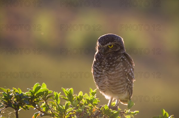 Beautiful owl (Glaucidium minutissimum) in vineyard