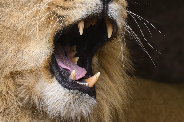 Asiatic lion (Panthera leo persica) male, Close-up while yawning, captive, habitat in India