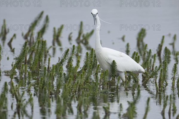 Little egret (Egretta garzetta) adult bird in a lake, England, United Kingdom, Europe