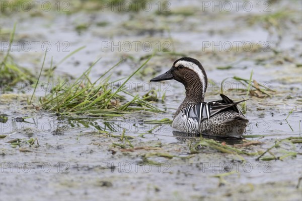 Garganey (Spatula querquedula), Lower Saxony, Germany, Europe