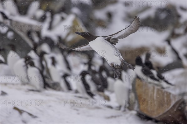 Common guillemot (Uria aalgae), flight, in the snow, Hornoya, Hornoya, Varangerfjord, Finmark, Northern Norway