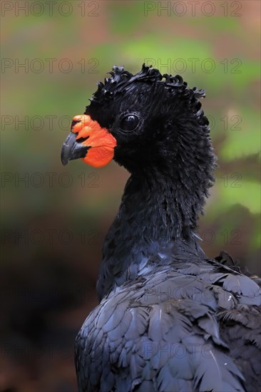 Red-billed curassow (Crax blumenbachii), adult, male, portrait, captive, Brazil, South America