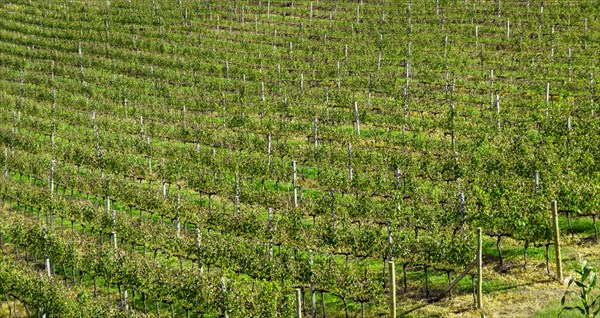 Vineyard of grapes in the Vale dos Vinhedos in Bento Goncalves, a gaucho wine