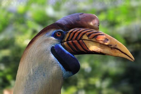 Knobbed Hornbill, (Rhyticeros cassidix), adult, portrait, captive