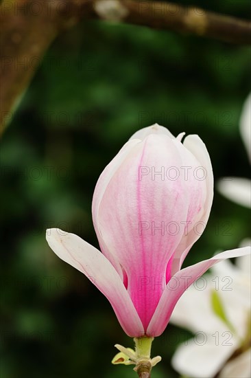 Chinese magnolia (Magnolia x soulangeana), flowers, North Rhine-Westphalia, Germany, Europe