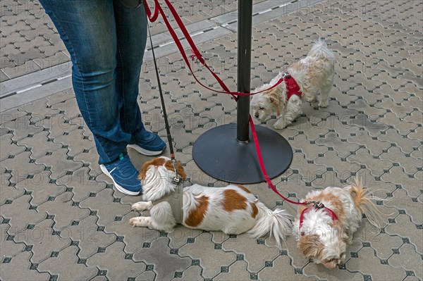 Three dogs on a lead, two Pekingese and a Pekapoo, Bavaria, Germany, Europe