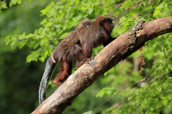 Coppery titi (Plecturocebus cupreus), adult, female, young animal, on mother's back, on tree, alert, captive, South America