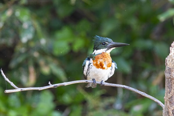 Green Kingfisher (Chloroceryle americana) Pantanal Brazil