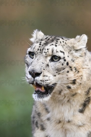 Portrait of a Snow leopard (Panthera uncia) in the forest, captive, habitat in Asia