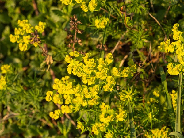 Cypress Spurge (Euphorbia cyparissias), Leoben, Styria, Austria, Europe