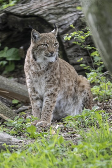 Eurasian lynx (Lynx lynx), captive), coordination enclosure Huetscheroda, Thuringia, Germany, Europe