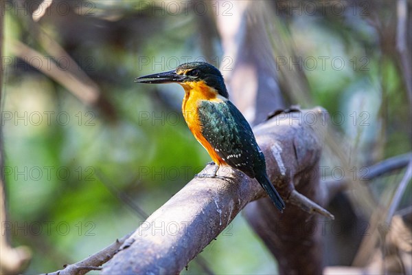 Two-coloured Kingfisher (Chloroceryle india) Pantanal Brazil