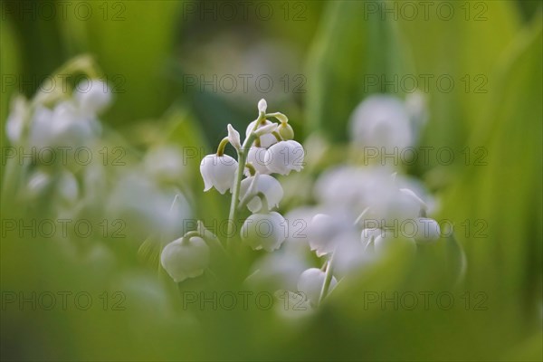 Lily of the valley, Germany, Europe