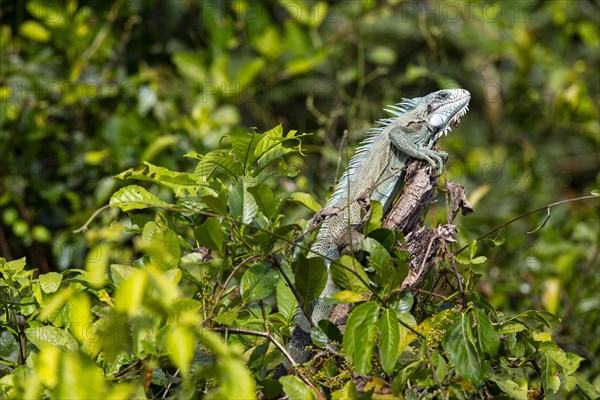 Green iguana (Iguana iguana) Pantanal Brazil