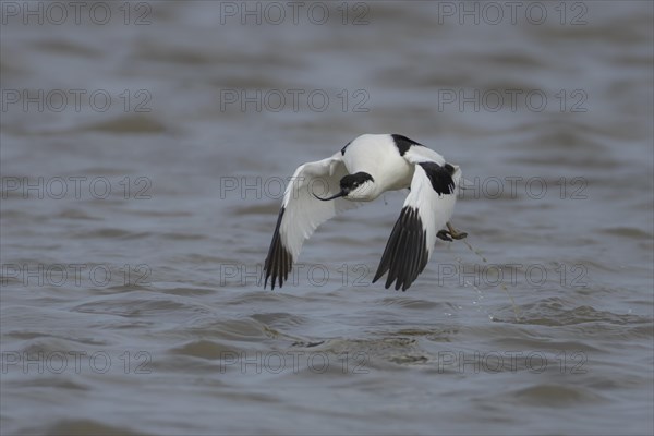 Pied avocet (Recurvirostra avosetta) adult bird flying over a lagoon, England, United Kingdom, Europe